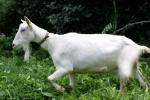 Высокоудойная зааненская коза безрогая белая - Продажа объявление в Воложине