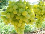 Черенки винограда - Продажа объявление в Любани