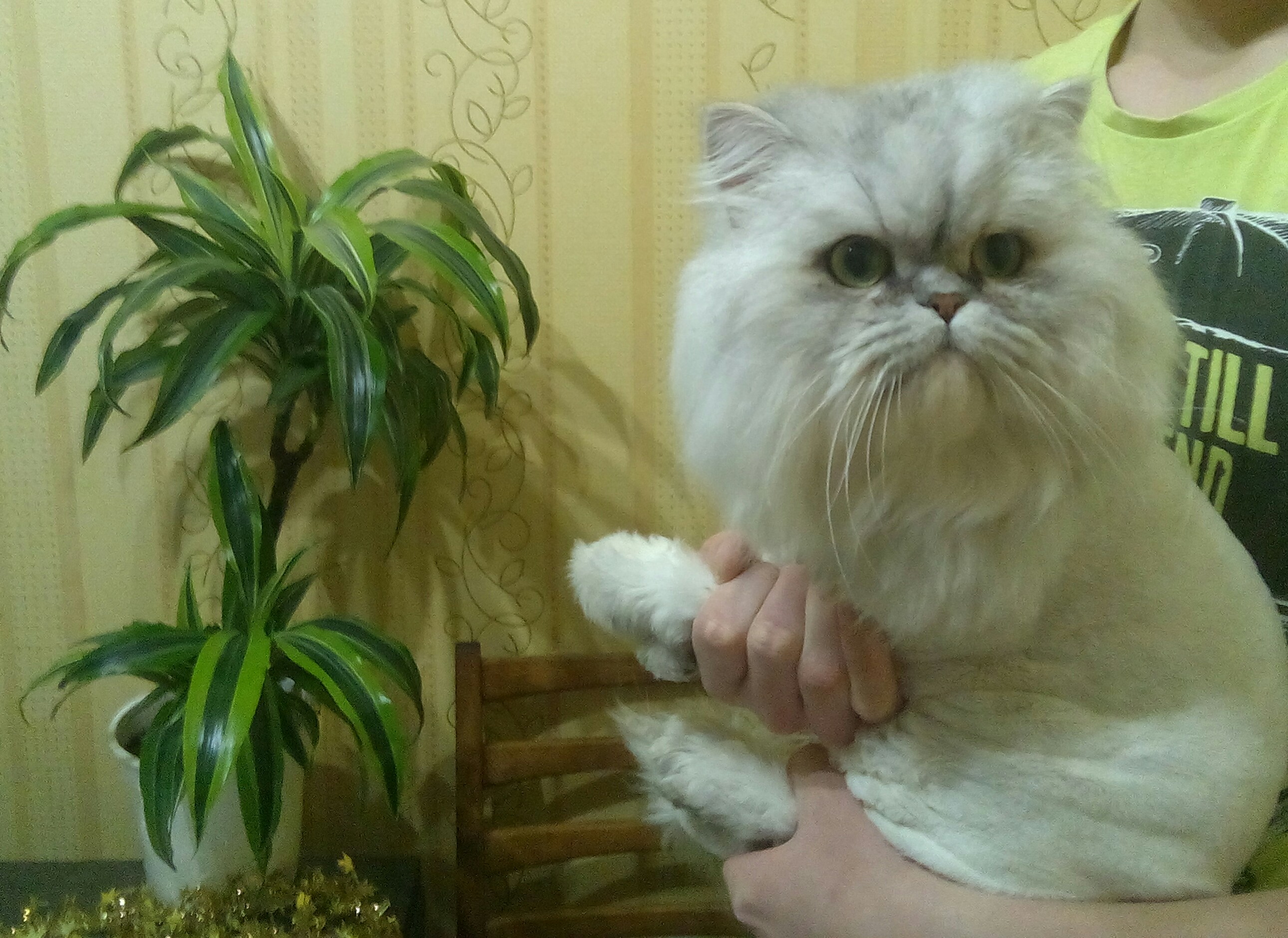 Персидские коты - фотография