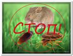 Травля тараканов, блох, вшей, клопов, муравьев в Могилеве и области - Услуги объявление в Могилеве