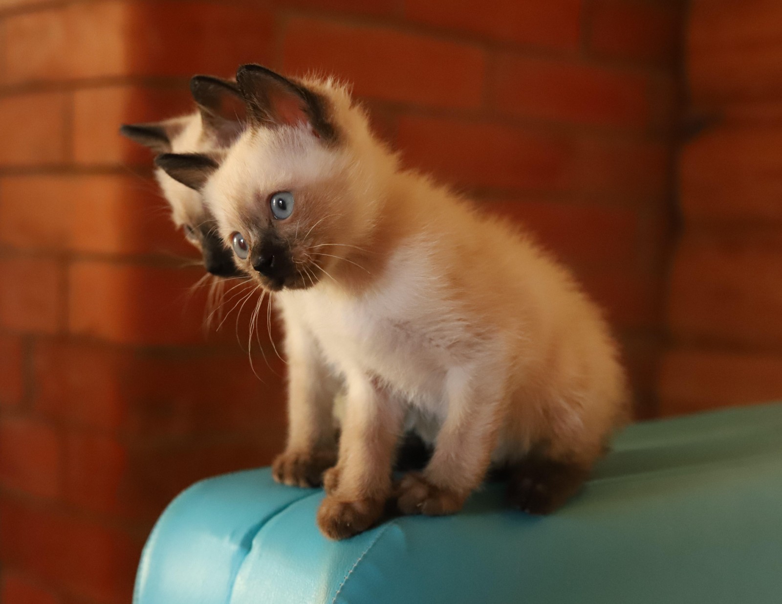 Мини-котята редкой породы Той-боб - фотография
