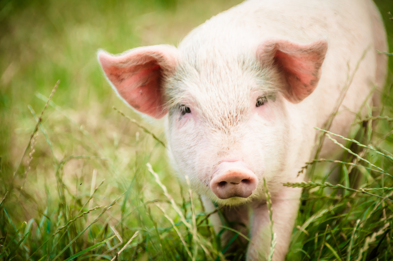 Куплю свиней живым весом - фотография