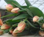 Тюльпаны к 8 марта - Продажа объявление в Бресте