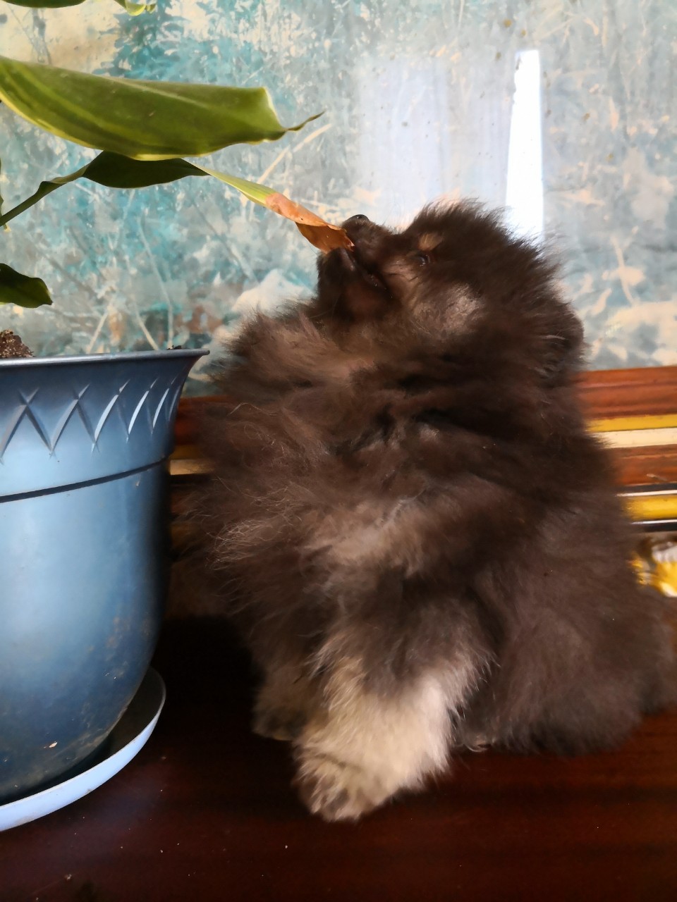 Шоколадный мальчик-мишка померанского шпица. С родословной, 3 месяца. - фотография