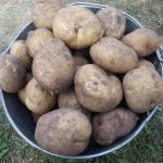 Продам излишки домашнего картофеля в Минске - Продажа объявление в Минске