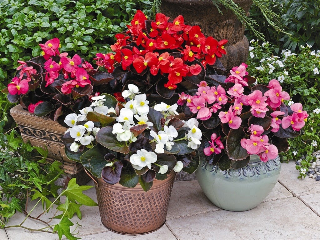 Цветы для сада и балкона - фотография