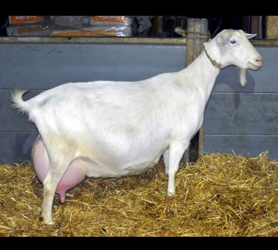 Высокоудойная зааненская коза безрогая белая - фотография