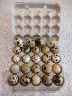 Перепелиные яйца - Продажа объявление в Пинске