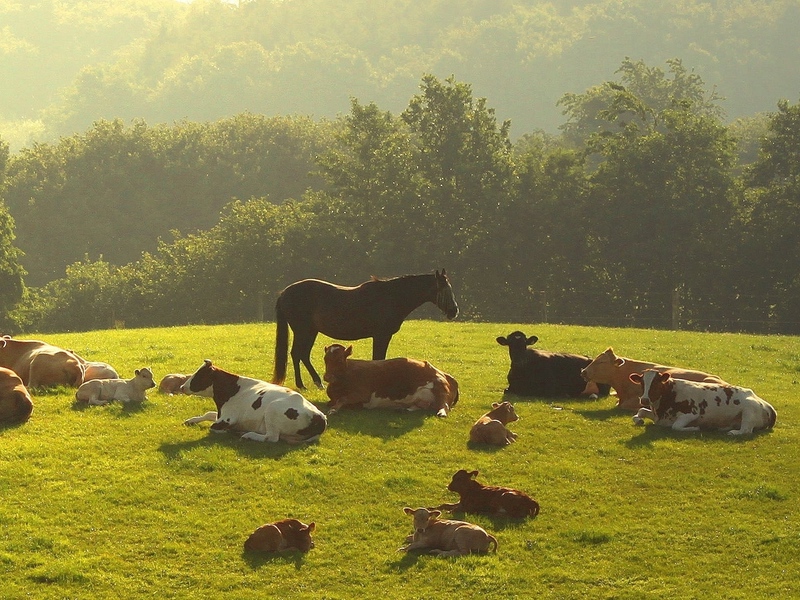 В каждом регионе РБ .Закупаем быков, коров,лошадей. - фотография