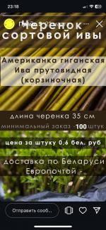 Продажа прута ивы и сортовой ивы - Продажа объявление в Минске