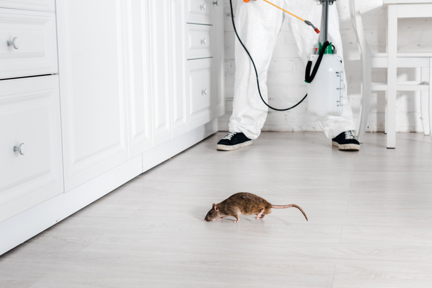 Уничтожение крыс и мышей - фотография