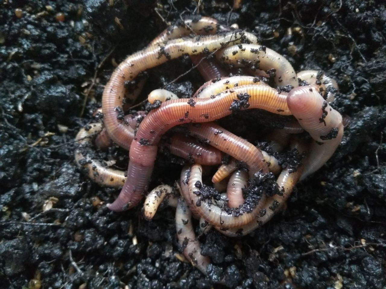 Кокoны червя Дендробенa  - фотография