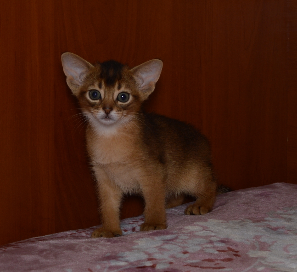 Абиссинские котята - фотография