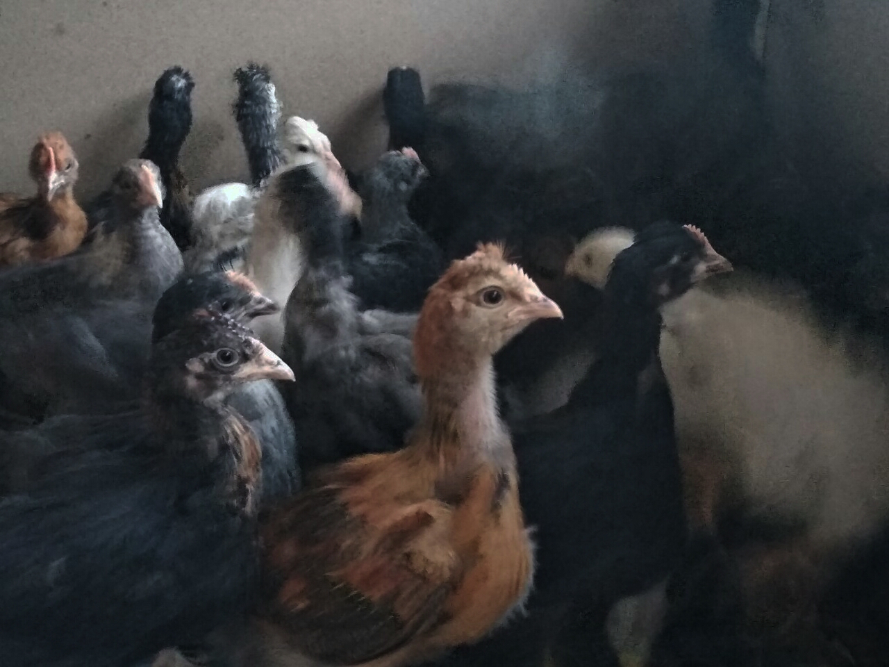Цыплята породистых кур 1 месяц - фотография