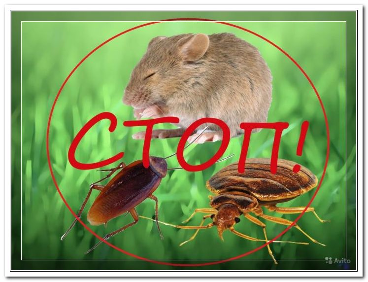 Травля крыс и мышей в Могилеве и области - фотография